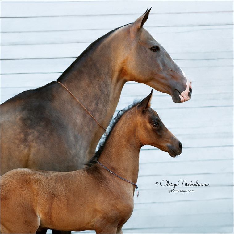 Akhal-Teke mare Ezize-Shael and her daughter filly named Ailihanum